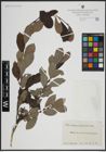 Foto von Salix atrocinerea Brot. x Salix aurita L.